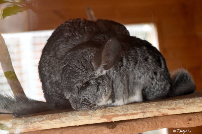 Langschwanz-Chinchilla | Der kleine Tierpark Göppingen | 10.03.2023