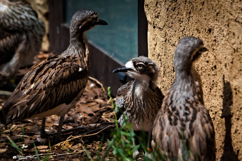Langschwanztriel | Zoo Usti nad Labem | 11.07.2025