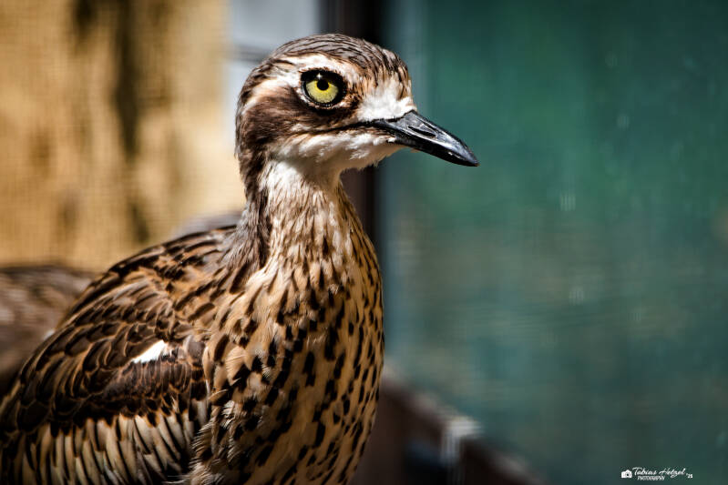 Langschwanztriel | Zoo Usti nad Labem | 11.07.2025