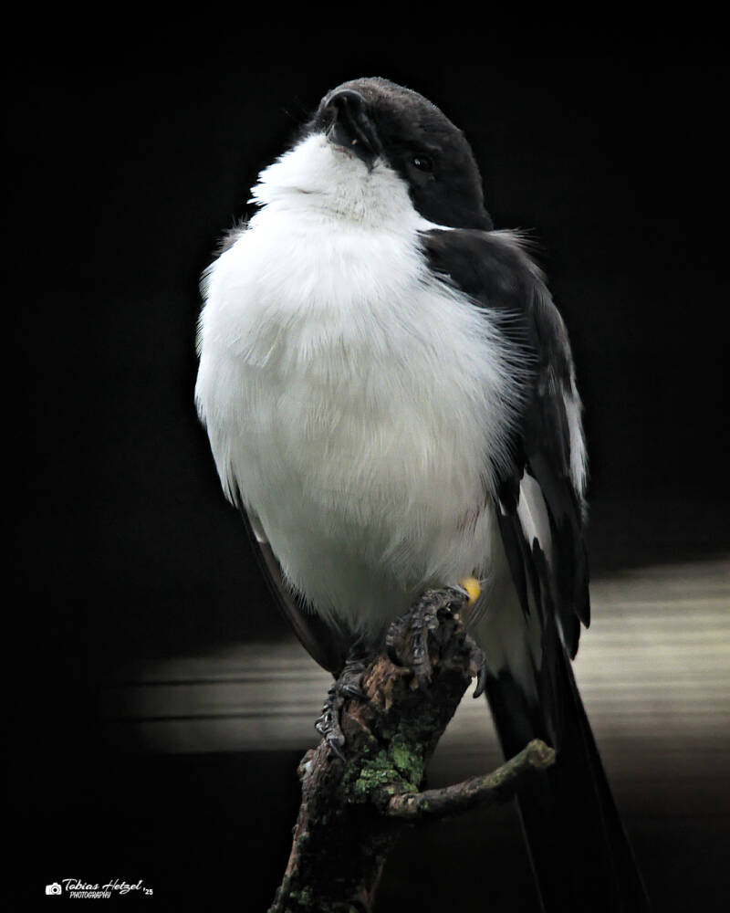Langschwanzwürger | Zoo Dresden | 12.07.2025