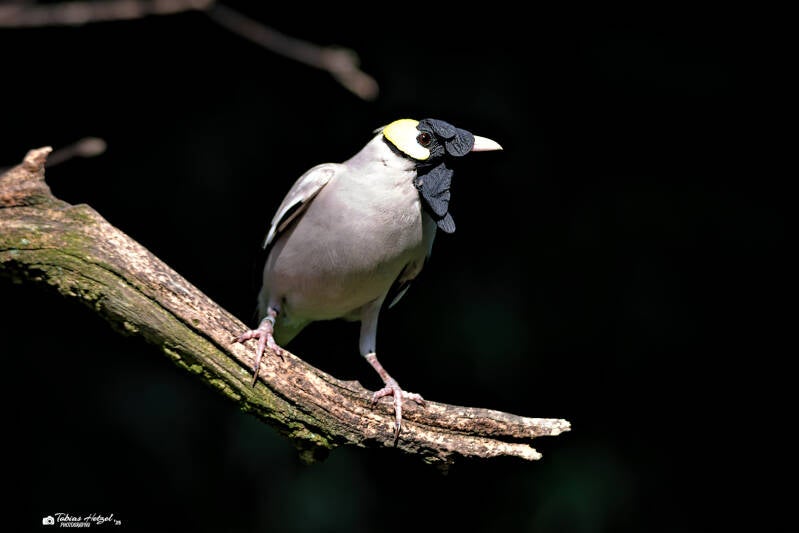 Lappenstar | Wilhelma Stuttgart | 19.06.2025