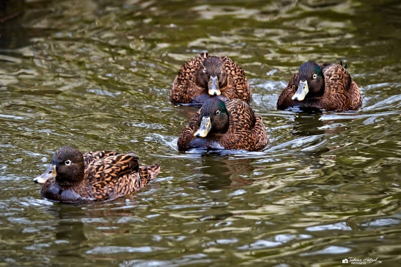 Laysanente | Amerika-Tierpark, Limbach-Oberfrohna | 01.01.2025