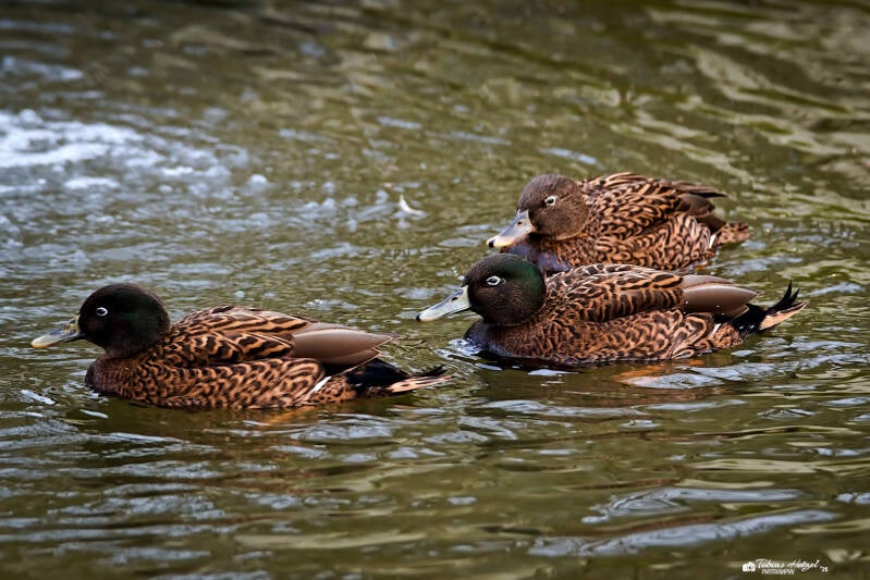 Laysanente | Amerika-Tierpark, Limbach-Oberfrohna | 01.01.2025