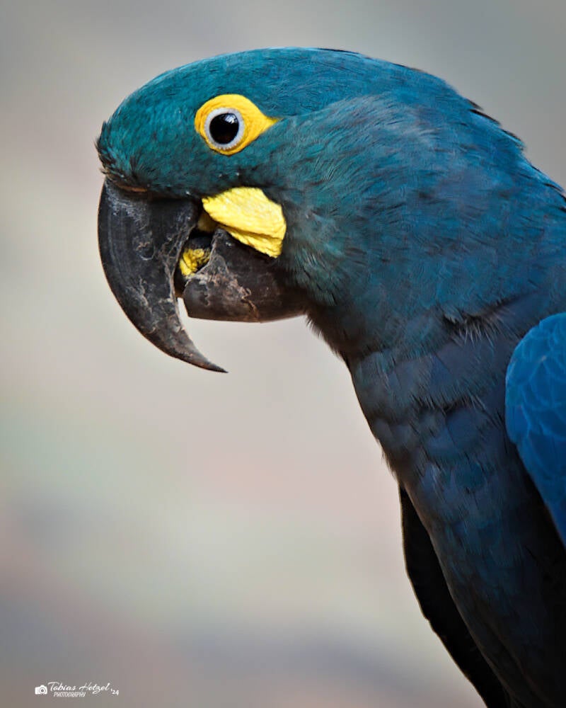 Learara | Zoo Prag | 18.08.2024