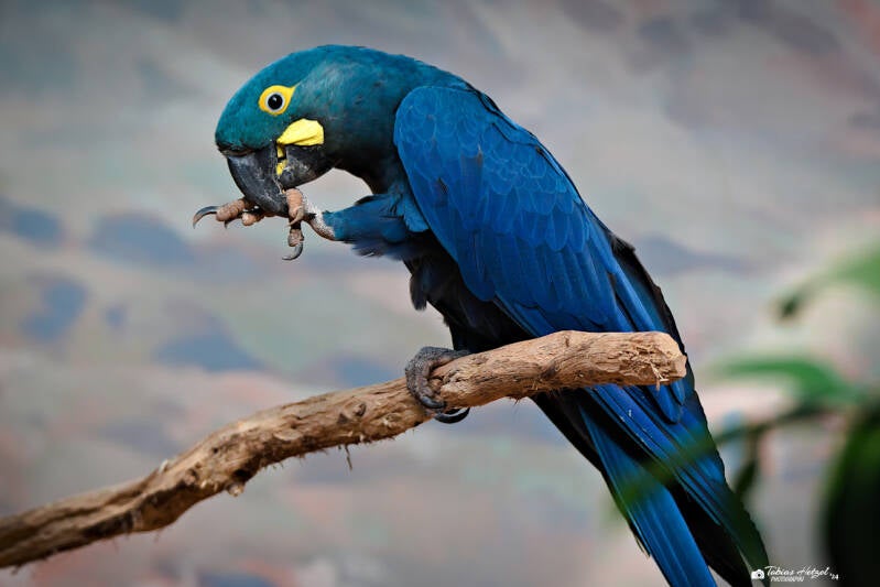 Learara | Zoo Prag | 18.08.2024