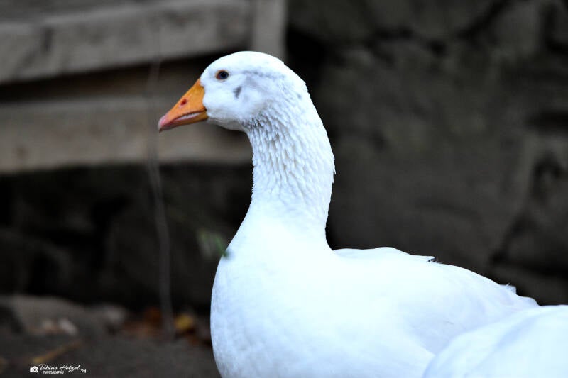 Leinegans | Wildpark Alte Fasanerie, Hanau Klein-Auheim | 27.11.2022