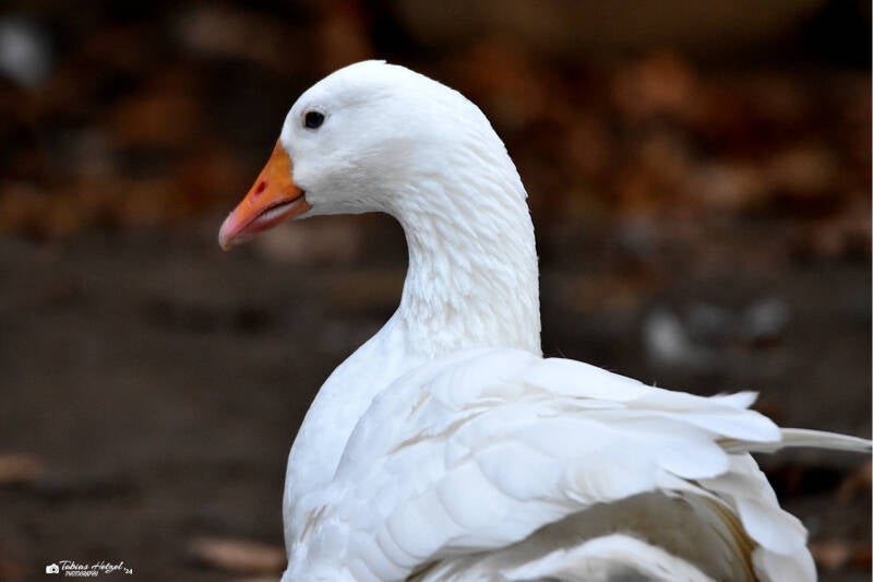 Leinegans | Wildpark Alte Fasanerie, Hanau Klein-Auheim | 27.11.2022