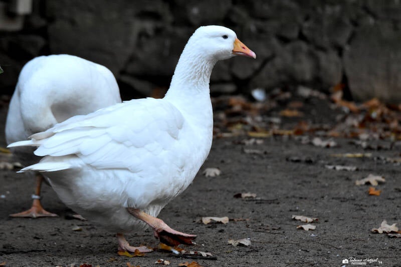 Leinegans | Wildpark Alte Fasanerie, Hanau Klein-Auheim | 27.11.2022