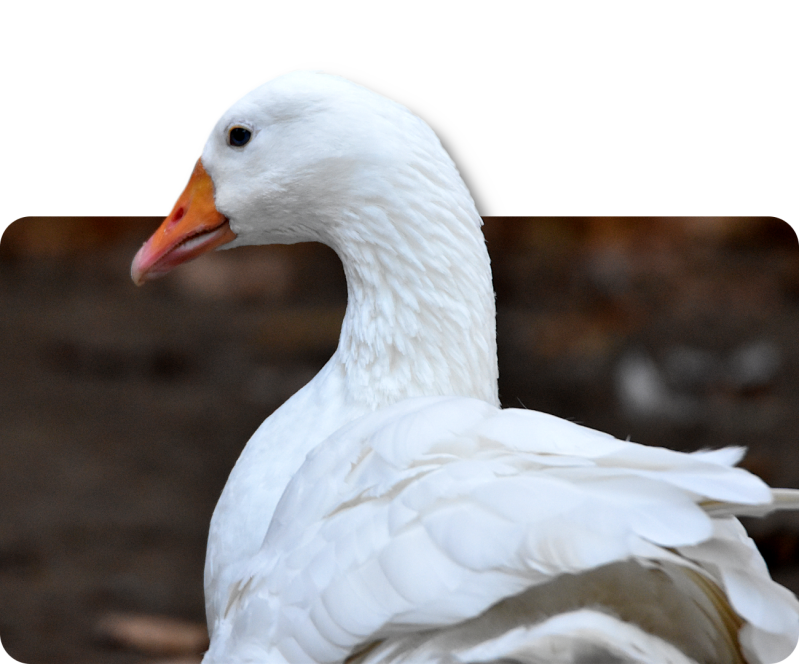 Diepholzer Gans