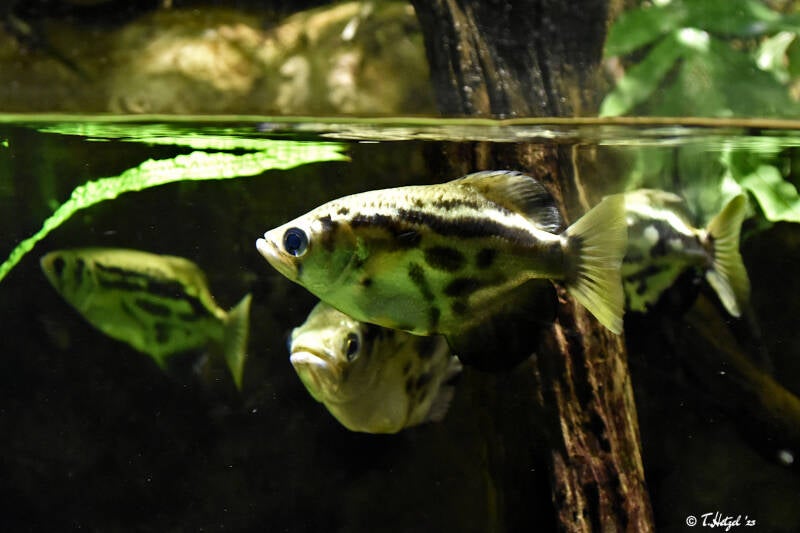 Leopard-Schützenfisch | Zoo Basel | 09.04.2023