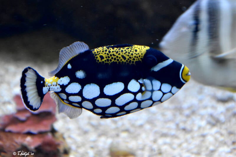 Leopardendrückerfisch | Zoo Duisburg | 06.06.2022
