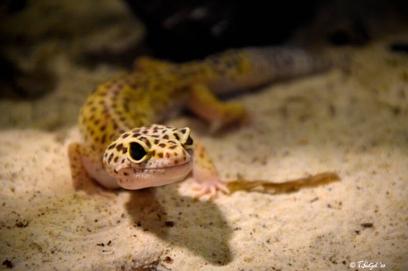 Leopardgecko (kein Unterartenstatus)
