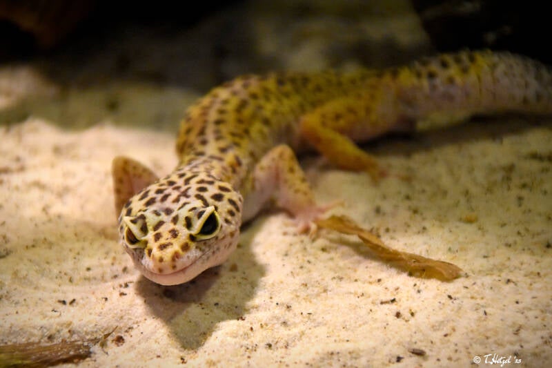 Leopardgecko (kein Unterartenstatus) | Tierpark Göppingen | 10.03.2023