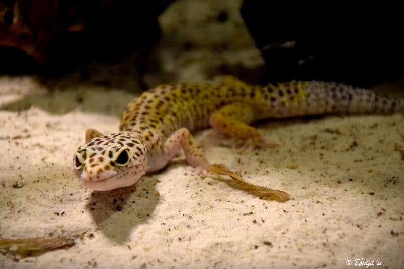 Leopardgecko (kein Unterartenstatus) | Tierpark Göppingen | 10.03.2023