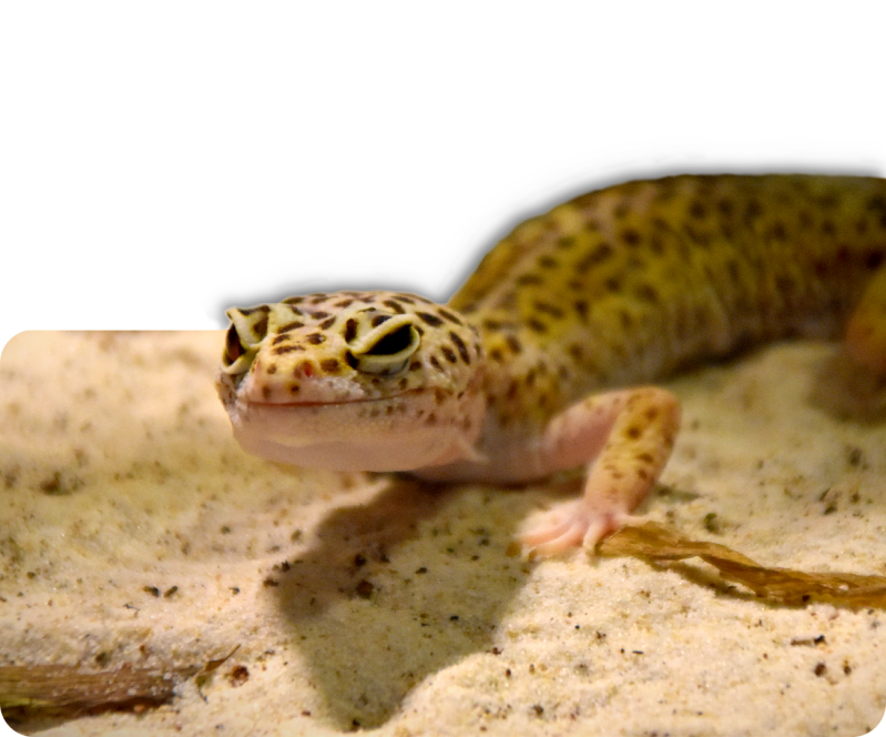Leopardgecko (kein Unterartenstatus)