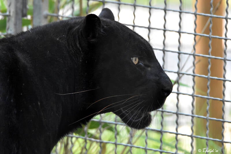 Schwarzer Leopard (kein Unterartenstatus)