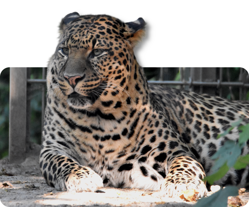 Leopard (kein Unterartenstatus)