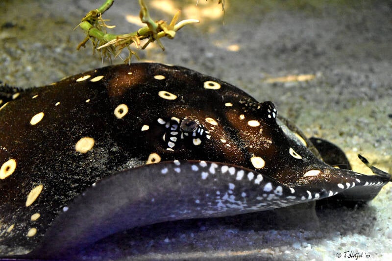 Leopolds Stechrochen | Tierpark Nymphaea, Esslingen | 03.12.2022