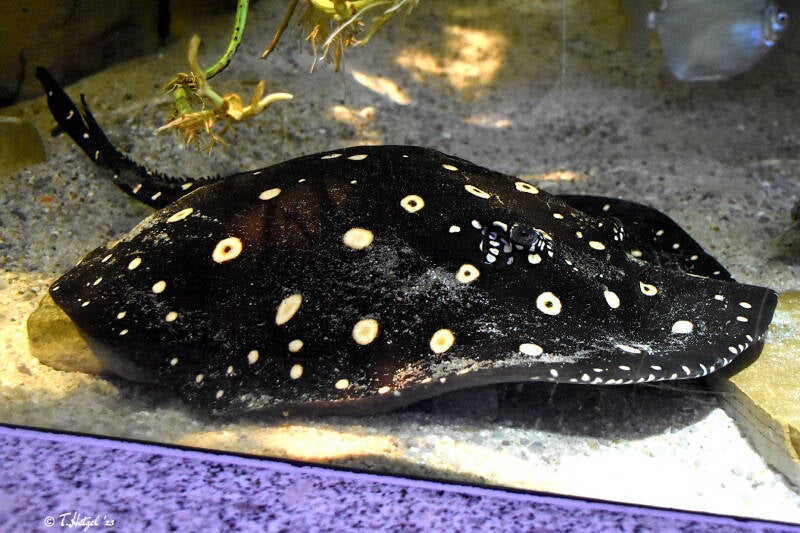 Leopolds Stechrochen | Tierpark Nymphaea, Esslingen | 03.12.2022