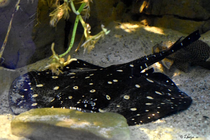 Leopolds Stechrochen | Tierpark Nymphaea, Esslingen | 03.12.2022