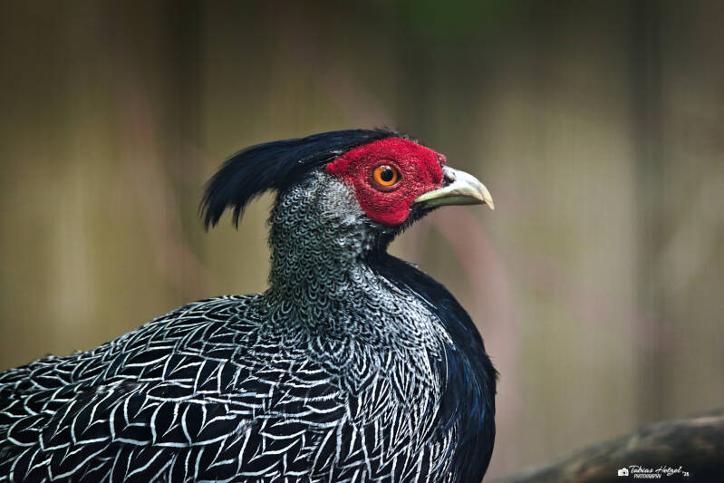 Lewis-Silberfasan | Tierpark Chemnitz | 13.07.2025
