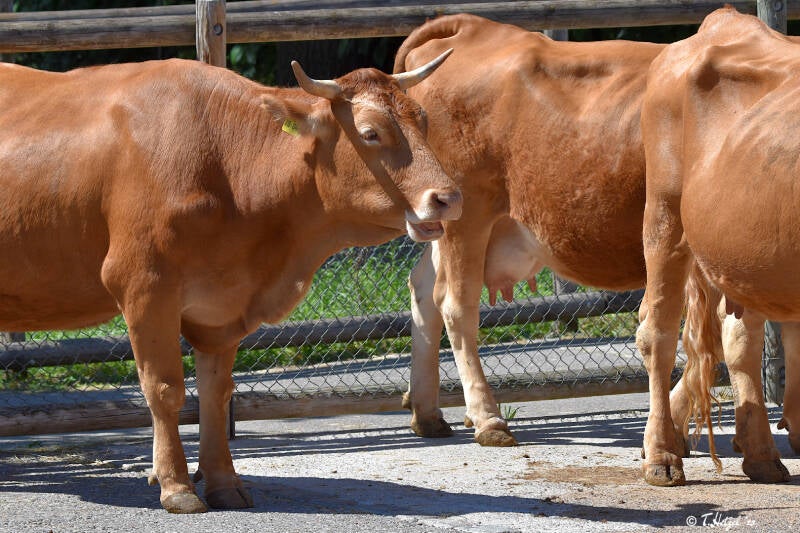 Limpurger Rind | Wilhelma Stuttgart | 11.08.2023