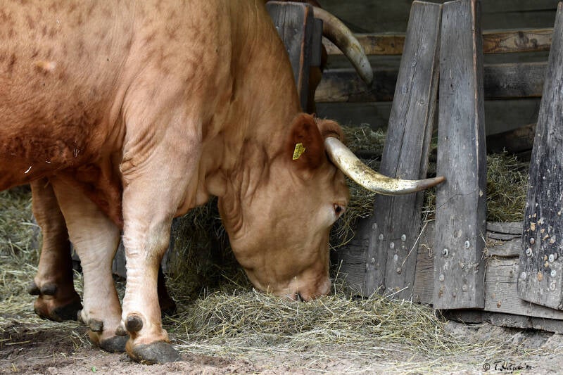 Limpurger Rind | Wildpark Bad Mergentheim | 23.05.2021