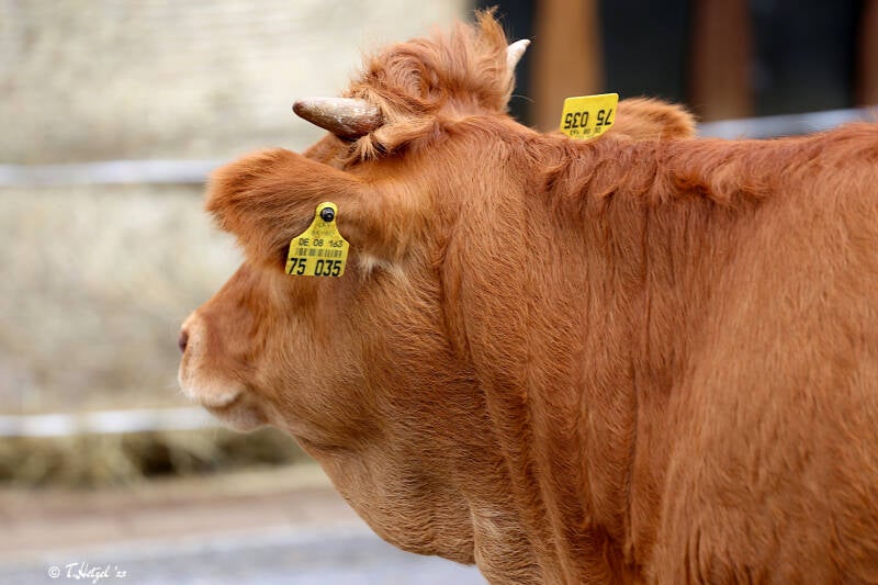 Limpurger Rind | Wilhelma Stuttgart | 14.08.2018