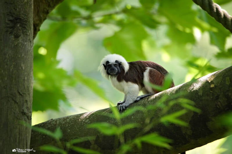 Lisztäffchen | NaturZoo Rheine | 30.07.2024