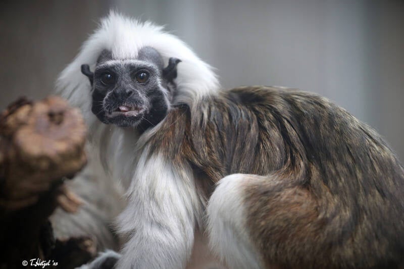 Lisztäffchen | Luisenpark Mannheim | 12.08.2018