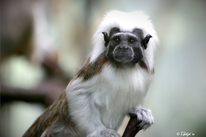 Lisztäffchen | Luisenpark Mannheim | 12.08.2018