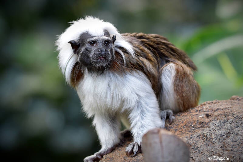Lisztäffchen | Zoologischer Stadtgarten Karlsruhe | 03.07.2020