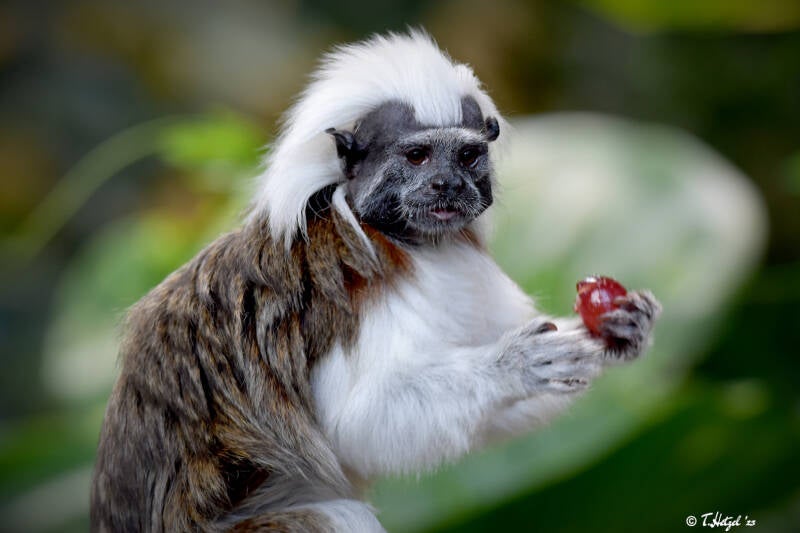 Lisztäffchen | Zoologischer Stadtgarten Karlsruhe | 03.07.2020