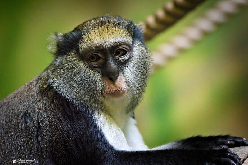 Lowe-Meerkatze | Safaripark Dvur Kralove | 17.08.2024