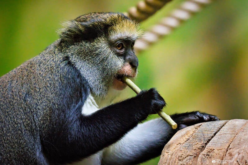 Lowe-Meerkatze | Safaripark Dvur Kralove | 17.08.2024