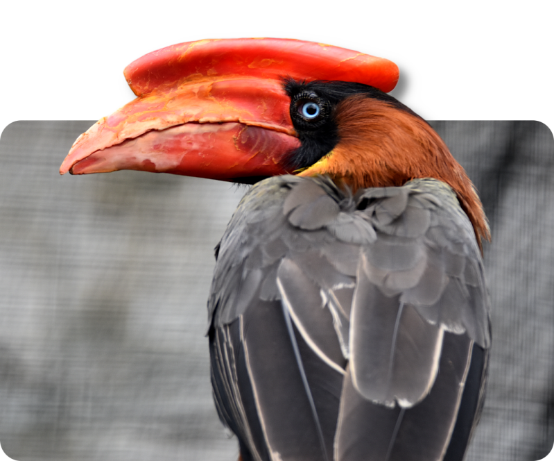 Feuerhornvogel (kein Unterartenstatus)