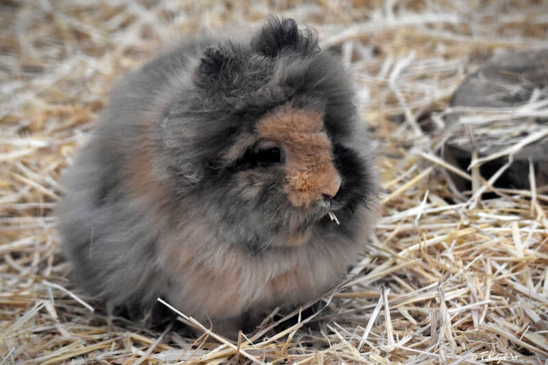 Löwenkopf-Zwergkaninchen