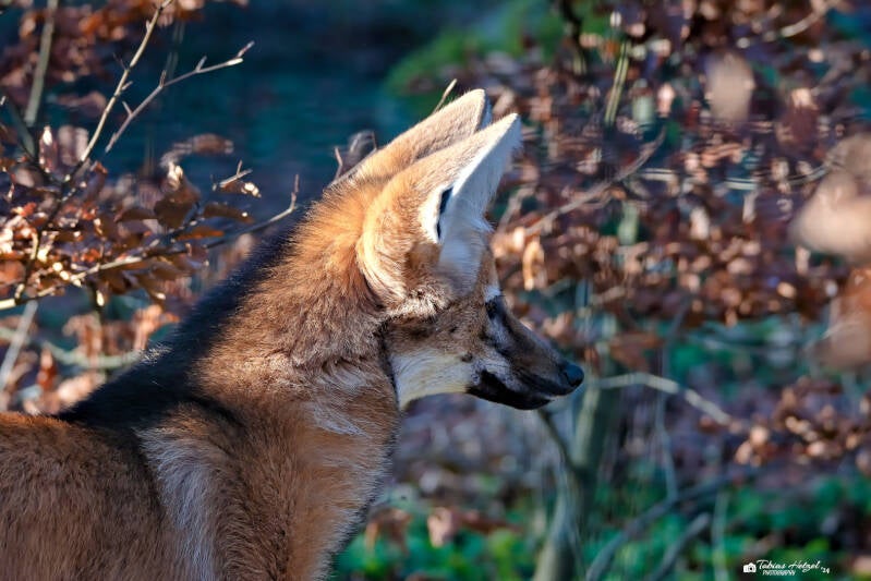 Mähnenwolf | Zoo Augsburg | 28.12.2024