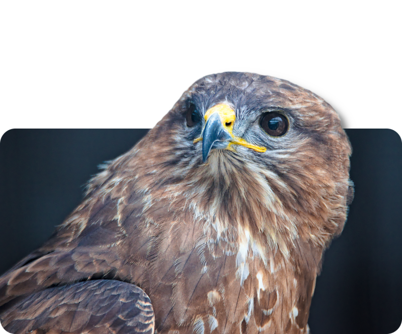 Mäusebussard (kein Unterartenstatus)