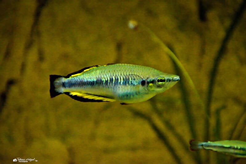 Madagaskar-Ährenfisch | Vivarium Darmstadt | 28.12.2025