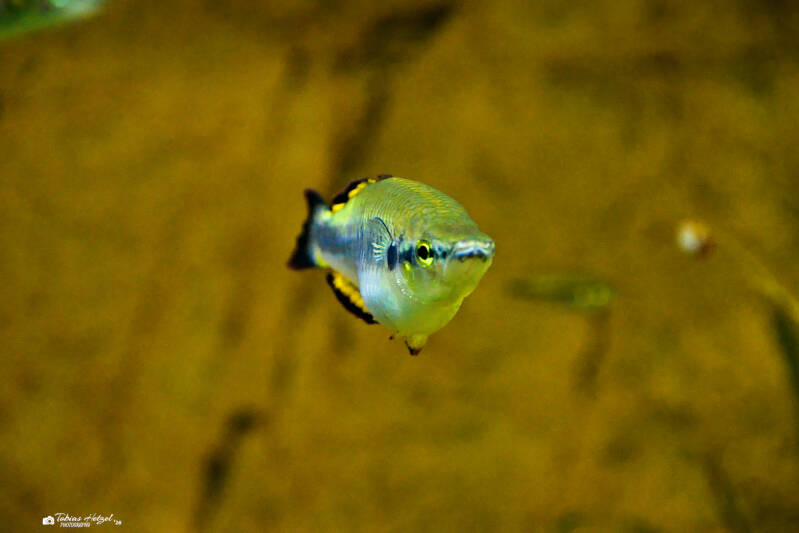 Madagaskar-Ährenfisch | Vivarium Darmstadt | 28.12.2025