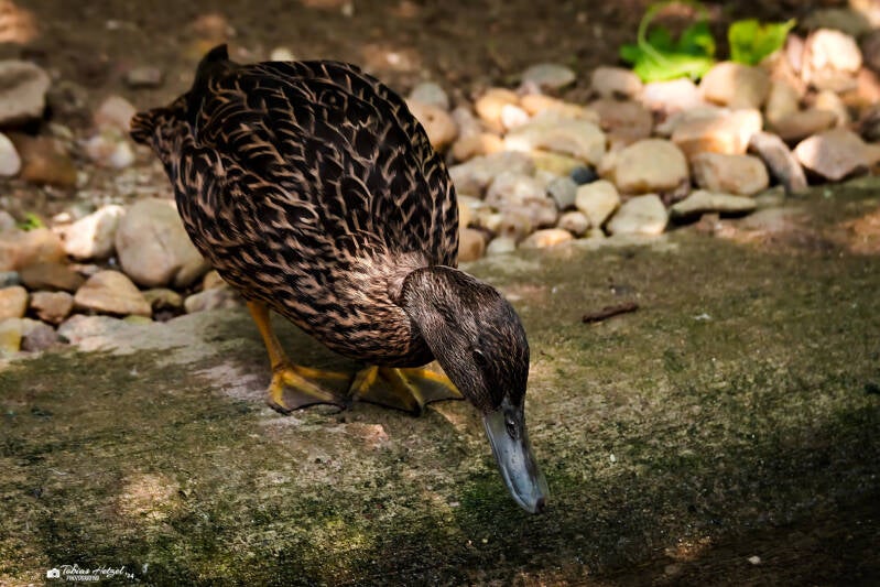 Madagaskarente | Safaripark Dvur Kralove | 17.08.2024