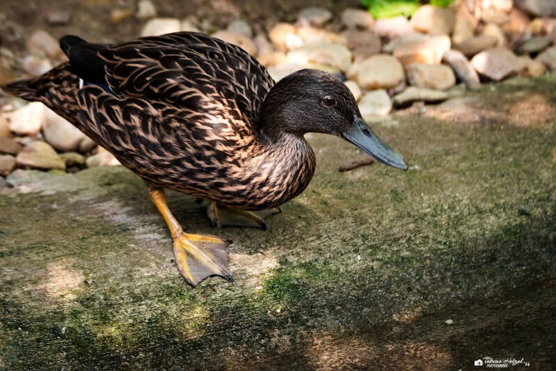 Madagaskarente | Safaripark Dvur Kralove | 17.08.2024