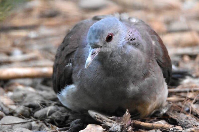 Madagaskartaube | Zoo Duisburg | 06.06.2022