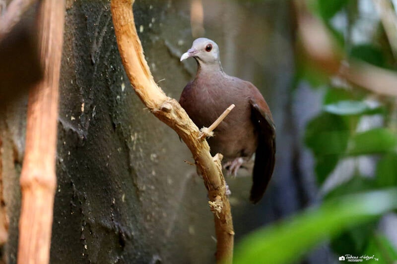 Madagaskartaube | Zoo Landau | 13.08.2018