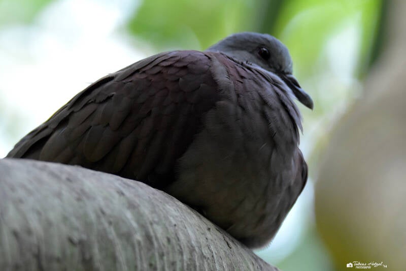Madagaskartaube | Zoo Zürich | 04.07.2020