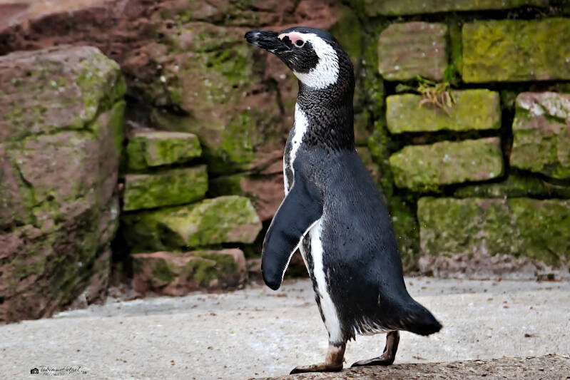Magellanpinguin | Zoologischer Stadtgarten Karlsruhe | 03.04.2026