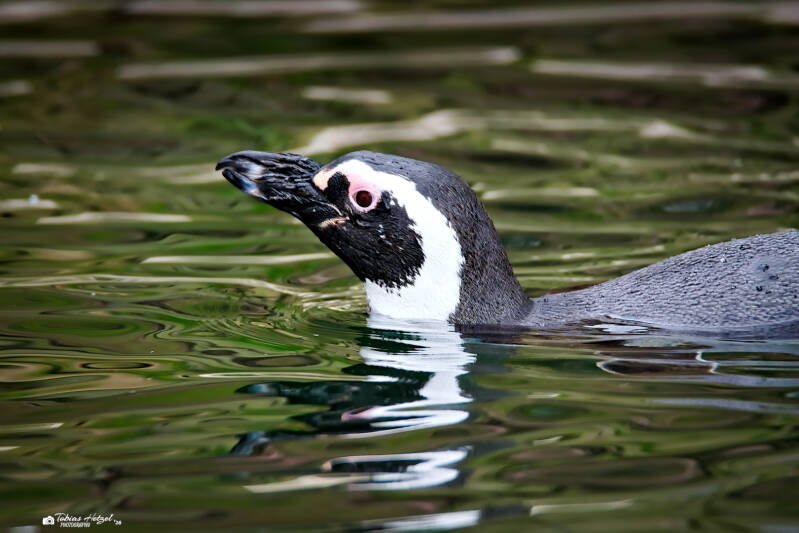 Magellanpinguin | Zoologischer Stadtgarten Karlsruhe | 03.04.2026