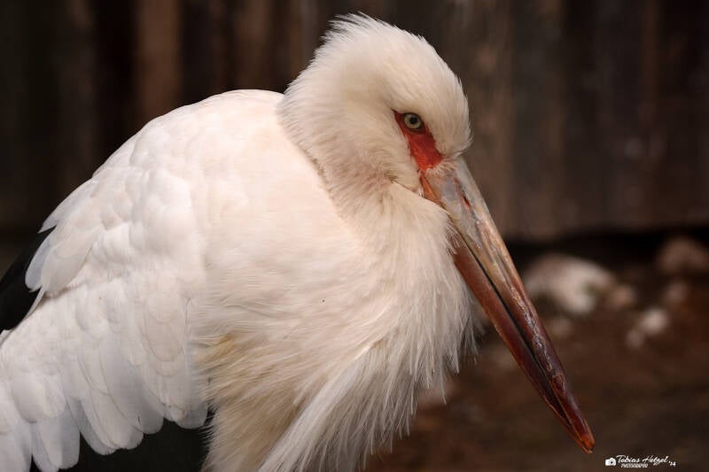 Maguaristorch | Weltvogelpark Walsrode | 12.04.2021