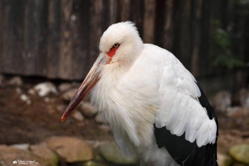 Maguaristorch | Weltvogelpark Walsrode | 12.04.2021